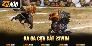 Đá Gà Cựa Sắt 23WIN - Trải Nghiệm Thắng Lớn Mỗi Ngày